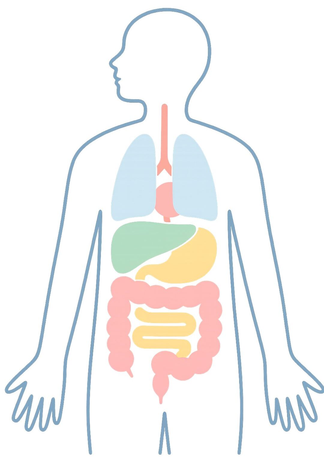 人体図（消化器や肺などを色分けした図）