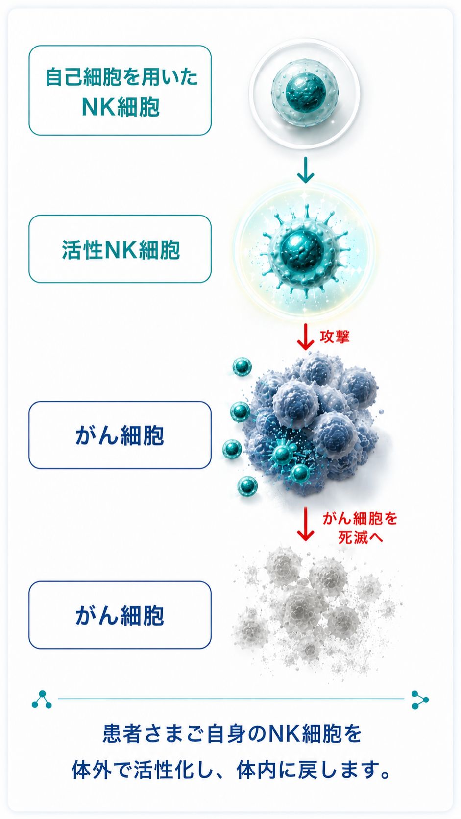 活性NK/NKT/γδT細胞療法の特徴