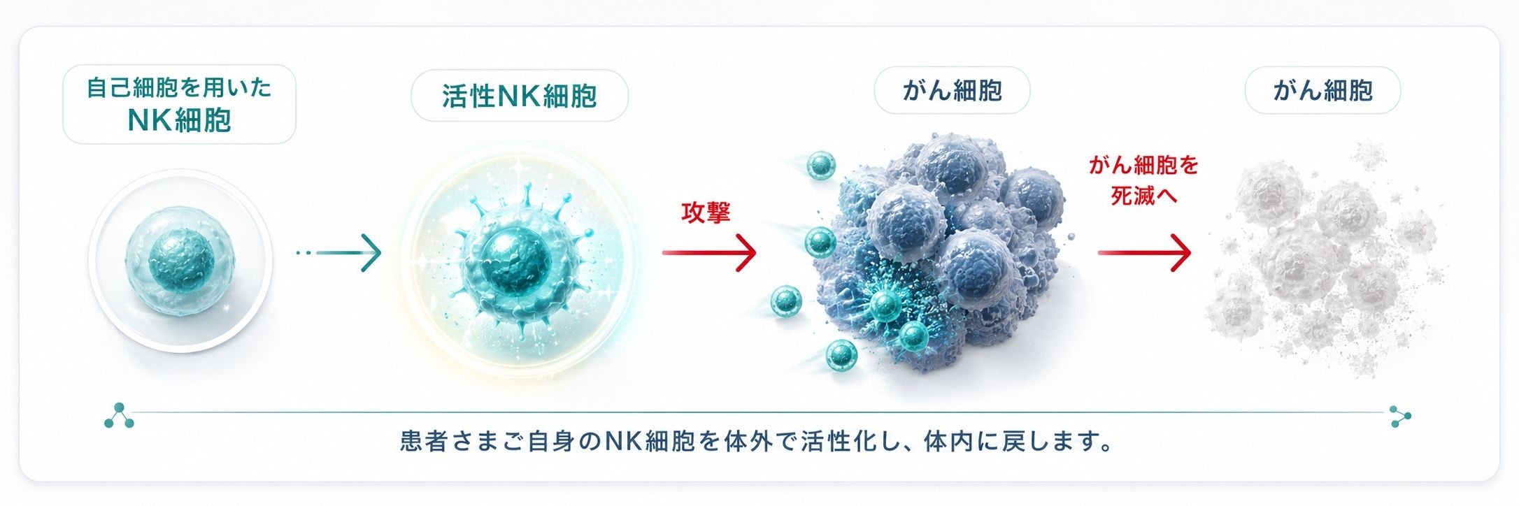 活性NK/NKT/γδT細胞療法の特徴