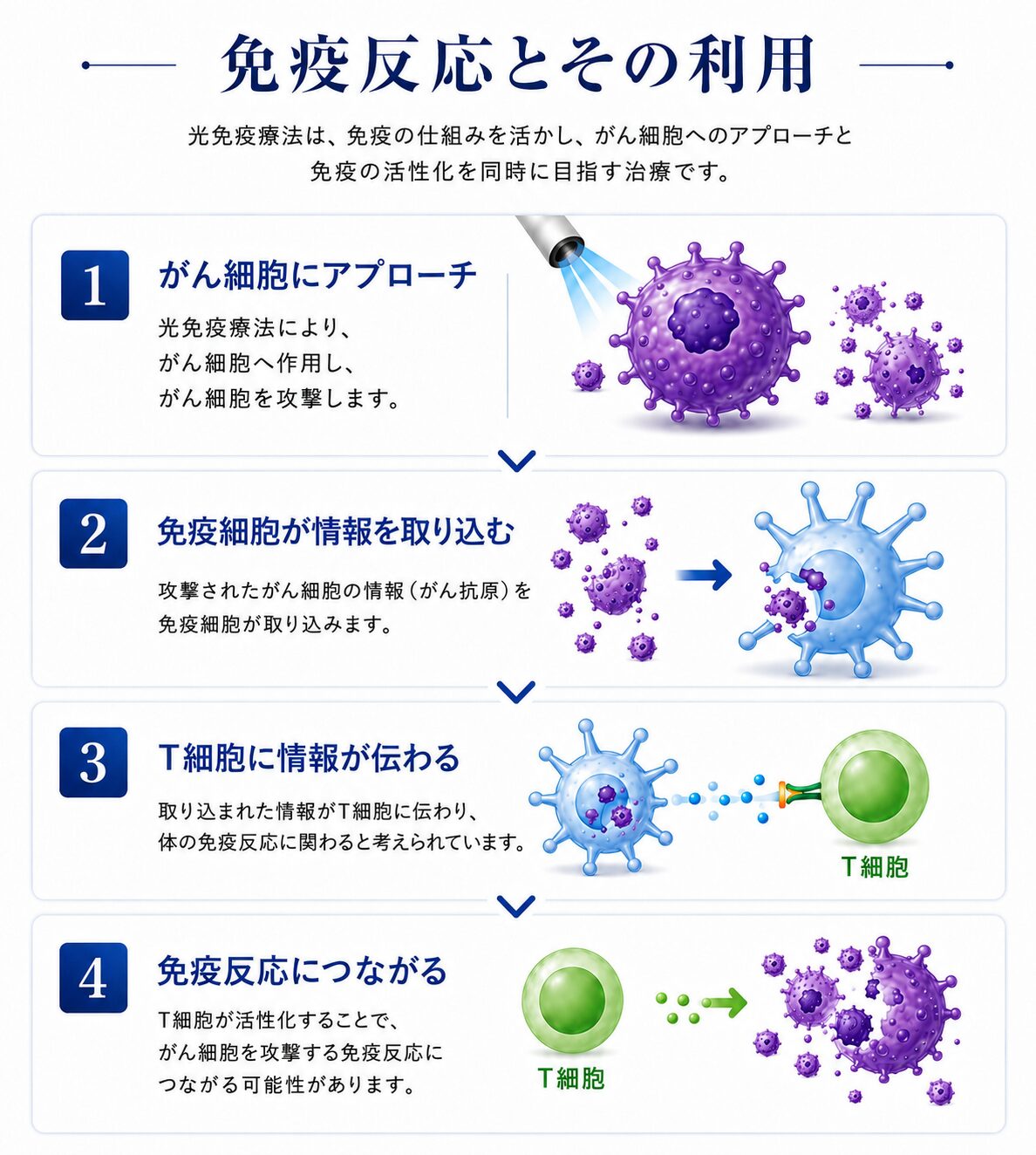 光免疫療法による免疫反応とT細胞への情報伝達の仕組み