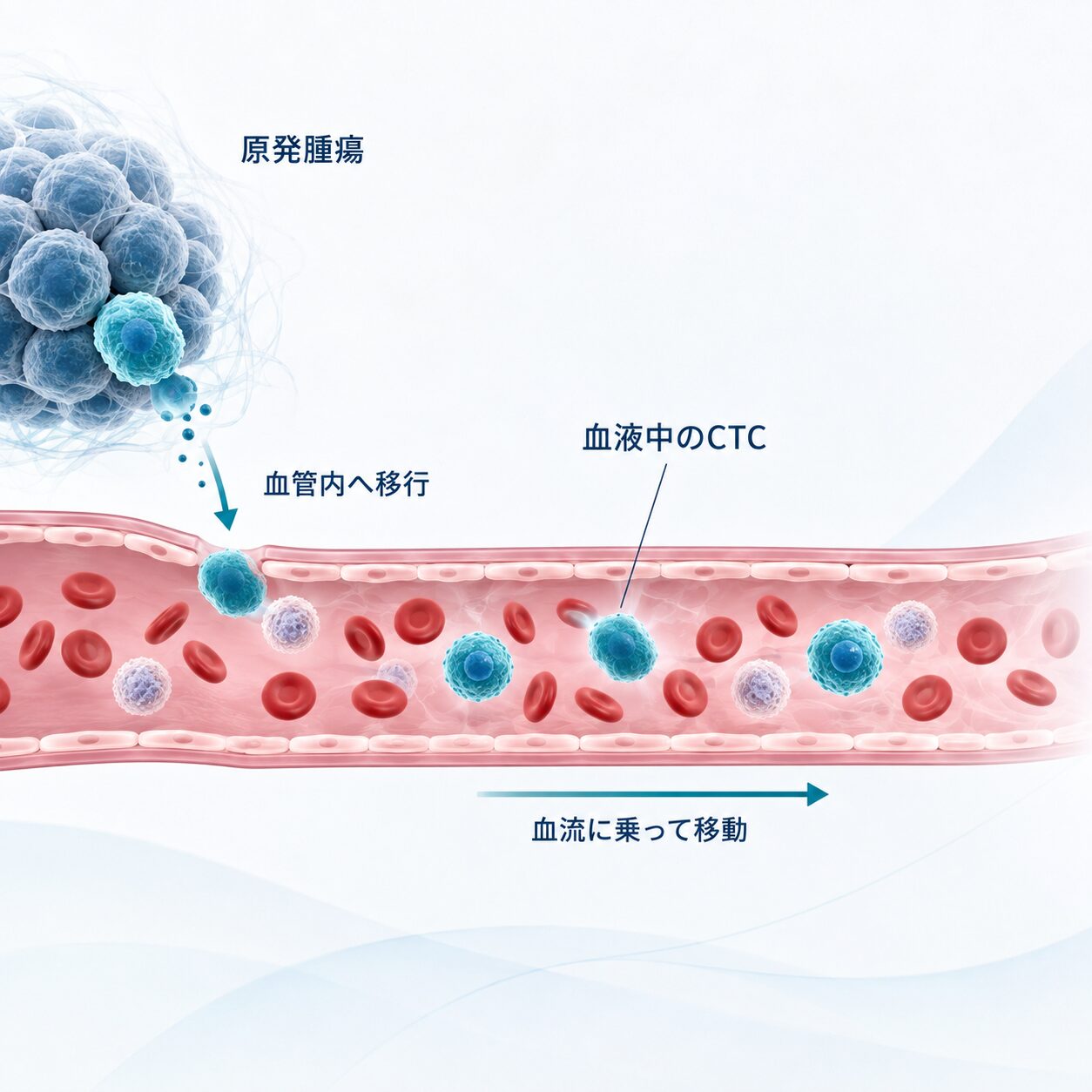 血液中を循環する腫瘍細胞を調べるCTC検査のイメージ
