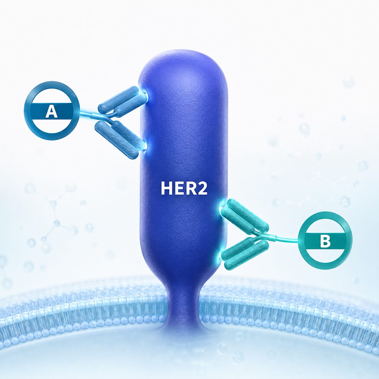 2種類のペプチドがHER2上の異なる2領域に対応する設計を示す概念図