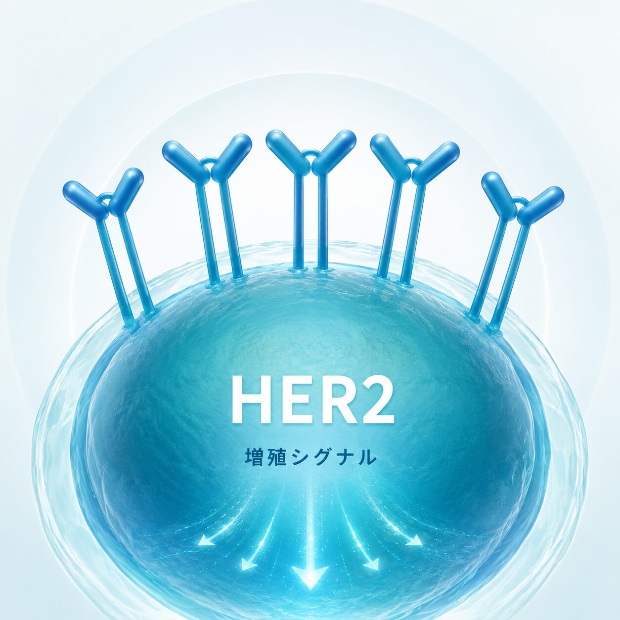 細胞表面のHER2受容体と増殖シグナルの関係を示す概念図
