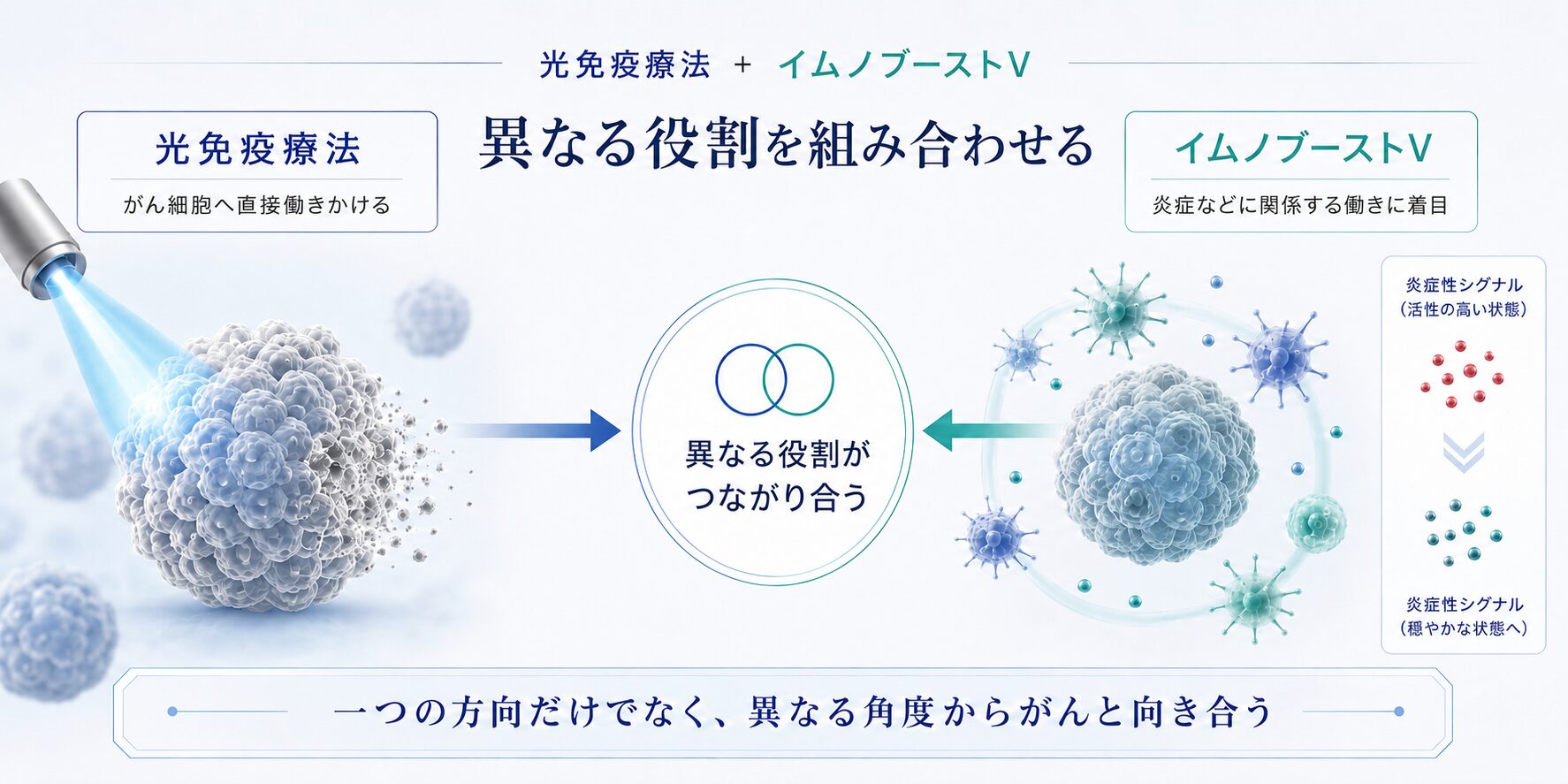 光免疫療法によるがん細胞への作用とイムノブーストV（IBV）による免疫細胞の活性化のつながり